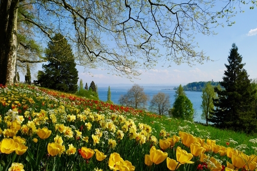 Beautiful park and gardens with colorful flowerbeds located on the Mainau Island, Bodensee, Bavaria, Germany