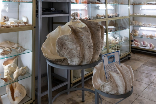 Huge seashells are exhibited in the Maritime Museum of Crete in Chania, Island of Crete, Greece