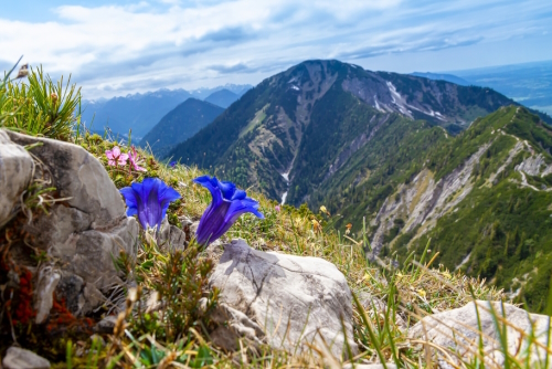 Purple colored Gentian on mountain Herzogstand near lake Walchensee, Bavaria, Germany