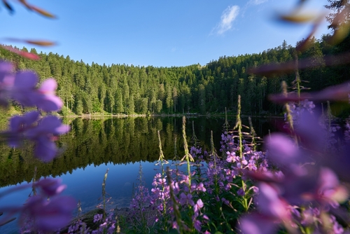 Lake (Mummelsee) in the Black Forest early in the morning. Trees reflected in the water. Purple flower (Epilobium angustifolium) in the foreground, Baden-wuerttemberg, Germany