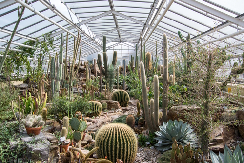 View of Cacti plants exhibition at the Munich Botanical Garden in Munich, Bavaria, Germany