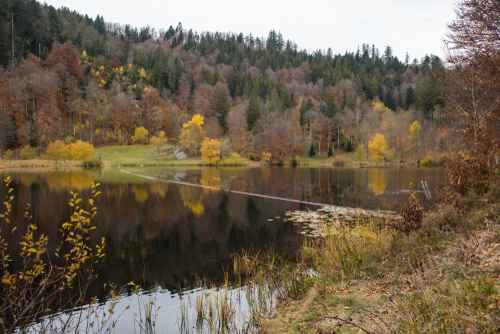 Lake in Autumn in The Black Forest, Baden-Wuerttemberg, Germany, nature reserve and the beautiful lake Nonnenmattweiher
