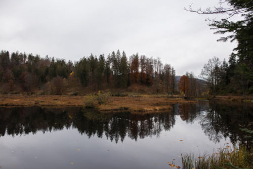Lake in Autumn in The Black Forest, Baden-Wuerttemberg, Germany, nature reserve and the beautiful lake Nonnenmattweiher