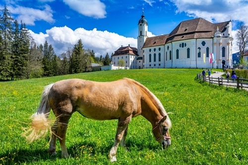 Wieskirche near Steingaden with horses, pilgrimage church to the Scourged Savior on the Wies, Pfaffenwinkel region, Bavaria, Germany