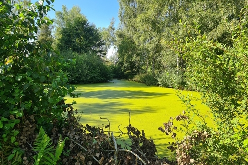The beautiful nature reserve Wilhelmsdorf Pfrunger Ried in Upper Swabia near Ravensburg and Lake Constance (Bodensee), Germany