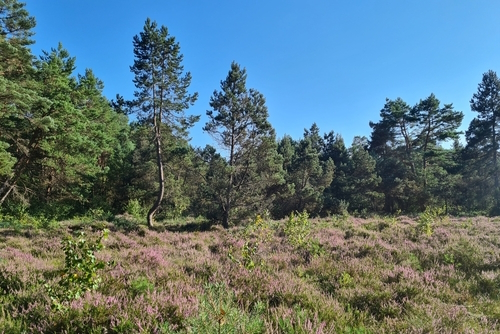 The beautiful nature reserve Wilhelmsdorf Pfrunger Ried in Upper Swabia near Ravensburg and Lake Constance (Bodensee), Germany