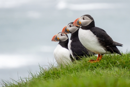 Puffins up close some with fish in mouth in Iceland