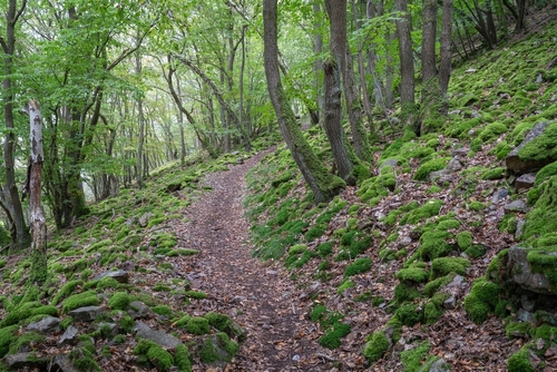 Long distance Rhine Castle hiking trail close to Bingen, Rhineland-Palatinate, Germany