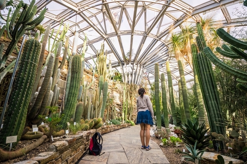 View of cactus plants at Berlin's Botanic Garden and Botanical Museum, Germany