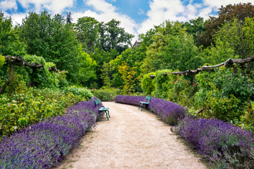View of a pathway and beautiful purple bushes at Berlin's Botanic Garden and Botanical Museum, Germany