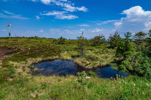 The hill moor in the national park Black Forest, Hornisgrinde, Baden-Wurttemberg, Germany