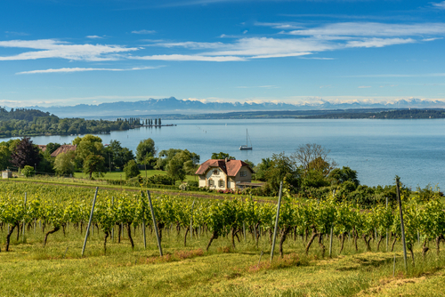 View from the vineyards to Lake Constance (Bodensee) with Swiss alps and mountain Saentis in background, Uhldingen-Muehlhofen, Baden-Wuerttemberg, Germany