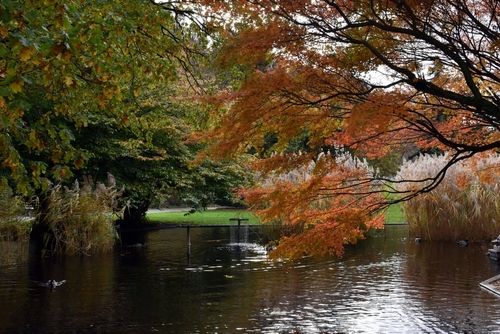 Colorful autumn trees and small pond at the Municipal Park (Stadtgarten), a favorite place of rest for citizens and tourists in Freiburg im Breisgau city, Baden-Wuerttemberg state, The Black Forest, Germany