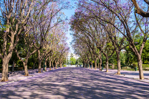 Jacaranda trees blooming in Athens, Attica, Greece. Plants with blue purple flowers shadow the street that drives to Zappeion Megaron landmark