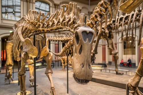 A skeleton of dinosaur at Natural history museum (Museum fur Naturkunde, MfN, Naturkundemuseum or Humboldt-Museum), Berlin, Germany