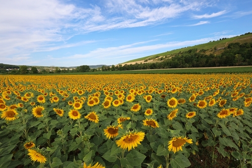 Sunflower field in the valley of the Tauber River, Bavaria, Germany