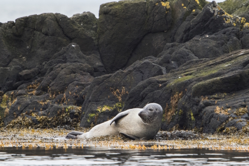 View of a seal at the Vatnsnes Peninsula, northwest Iceland