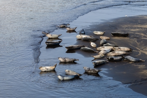 View of a group of seals at the Vatnsnes Peninsula, near Hvitserkur, northwest Iceland