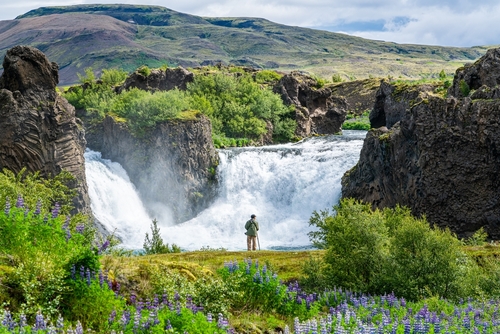 Photographer and an Alaskan Lupine flowers field at Hjalparfoss Waterfalls in Thjorsardalur Valley, Landmannalaugar Reservation, Iceland