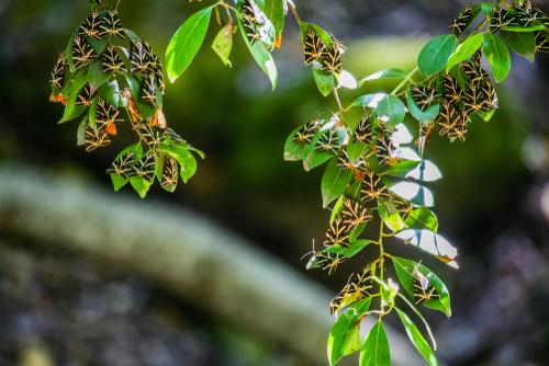 Small butterflies at Butterfly valley of Rhodes island, Greece