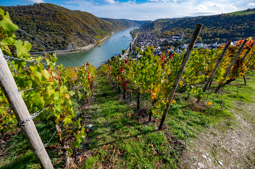 View of Romantic Rhine through vineyards in Autumn from Boppard in the Rhine Valley, Rhineland-Palatinate, Germany