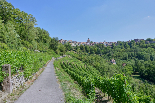 Hiking path in the Tauber Valley on the Romantic Road with views of Medieval Rothenburg high on the ridge above the sloping vineyards growing in the valley on a summer day. Bavaria, Germany