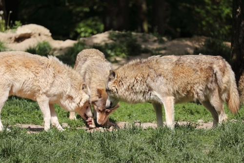 A closeup on a Canadian wolf group in wildpark in Bad Mergentheim, Bavaria, Germany