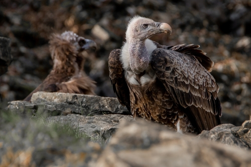 A closeup of a Volture in wildpark in Bad Mergentheim, Bavaria, Germany
