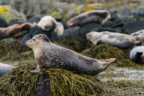 Seals sunbathing in Ytri Tunga beach in Snaefellsnes Peninsula in West Iceland