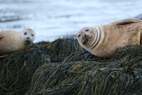 Two Harbor Seals (Phoca vitulina) sunbathing in Ytri Tunga beach in Snaefellsnes Peninsula in West Iceland