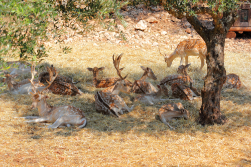 View of several Roe deer at Askos Stone Park, Zakynthos or Zante Island, Ionian Islands, Greece