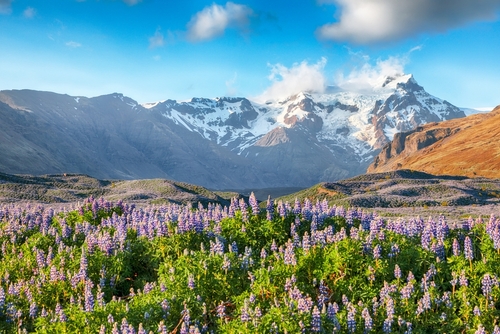 Breathtaking view of typical Icelandic landscape with field of blooming lupine flowers next to the mountains, Skaftafell National Park, Iceland