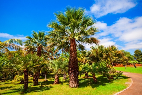 Madeira, Funchal, Botanical Gardens, Portugal