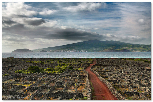 Vineyards near Lajido Village in Pico Island, Azores, Portugal