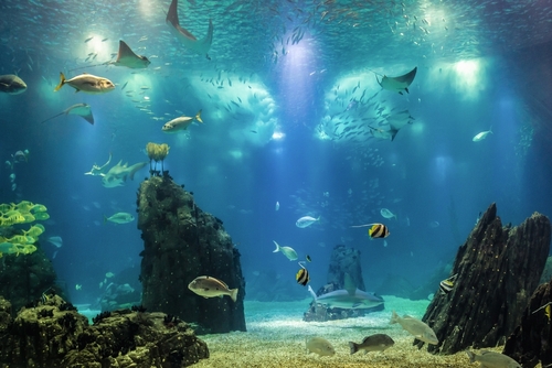 Fish in largest fish tank in Lisbon Oceanarium in Lisbon, Portugal