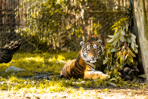 View of a tiger at the Lisbon Zoo, Portugal