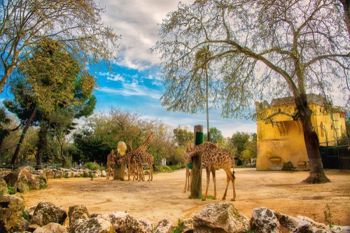 The giraffe enclosure at the Lisbon Zoo or zoological garden in Lisbon, Portugal