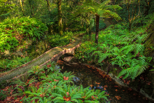 Breathtaking view of tropical garden with tree ferns (Cyatheales) and giant trees on gloomy day. Queen's Fern Valley, Pena Park, Sintra, Cascais Natural Park, Lisbon Region, Portugal