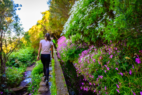 A Hiking Levada trail in a beautiful landscape scenery to the famous Twenty-Five Fountains in the Paul da Serra Plato, Madeira Island, Portugal
