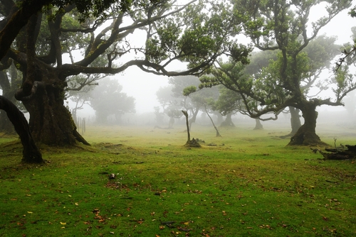 Fanal Laurissilva Forest in northern Madeira Island, Portugal