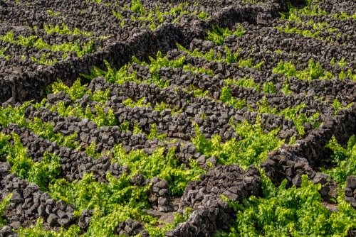 A Vineyard in Pico Island, Azores, Portugal