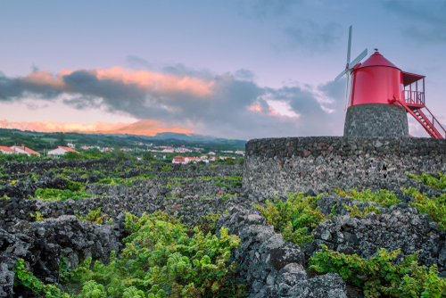 Vineyards inside lava walls at Criacao Velha. Pico island, Azores, Portugal