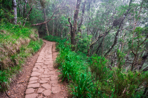 Ribeiro Frio Forest, canyon, and waterfall part of Santana Municipality in northern Madeira Island, Portugal