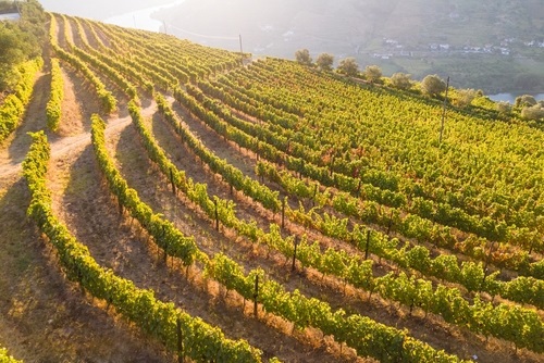 Douro Valley Vineyards near Porto, Portugal