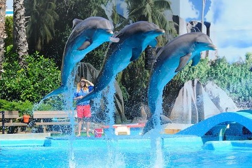 A Dolphin show in Zoomarine Park, Algarve Region, Portugal